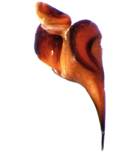 speciesimage