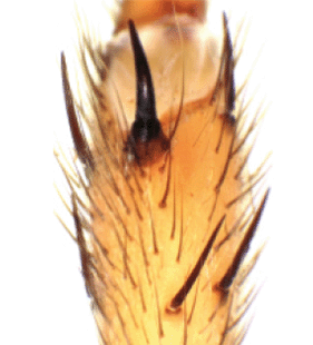 speciesimage