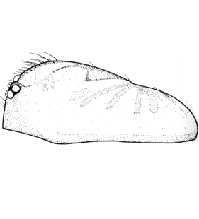 speciesimage