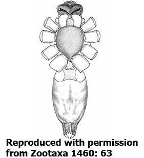 speciesimage