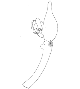 speciesimage