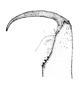 speciesimage