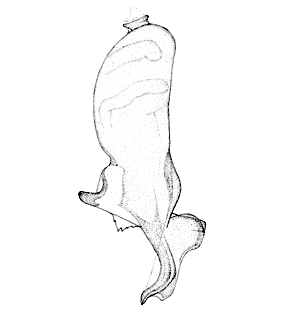 speciesimage