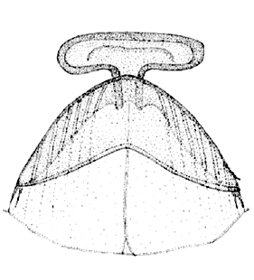 speciesimage