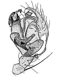 speciesimage