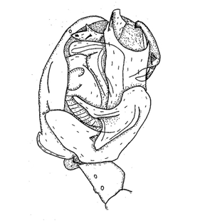 speciesimage
