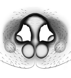 speciesimage