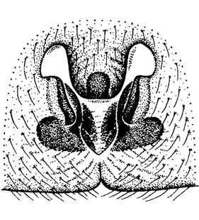 speciesimage
