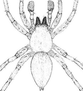 speciesimage