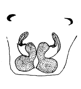 speciesimage