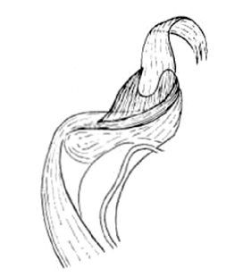 speciesimage