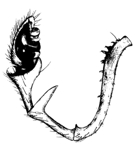 speciesimage