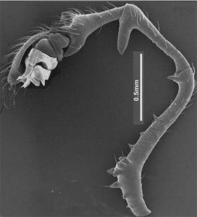 speciesimage