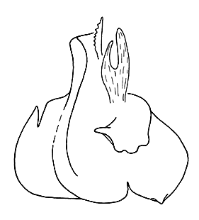 speciesimage