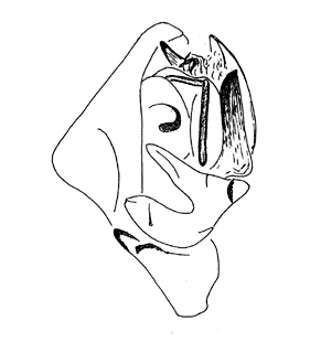 speciesimage