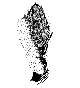 speciesimage