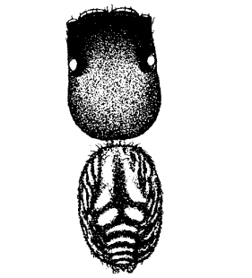 speciesimage