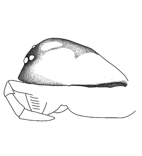speciesimage