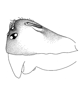 speciesimage