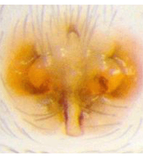 speciesimage