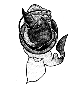speciesimage
