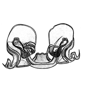 speciesimage