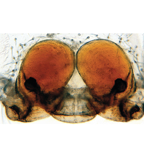 speciesimage