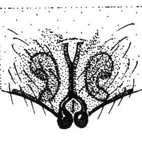 speciesimage