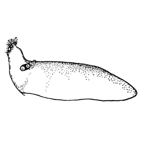 speciesimage