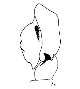 speciesimage