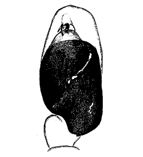 speciesimage