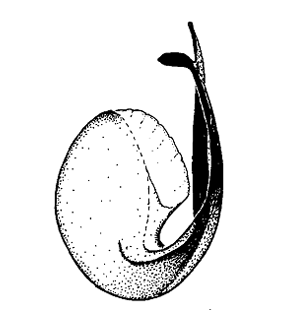 speciesimage