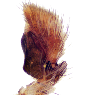 speciesimage