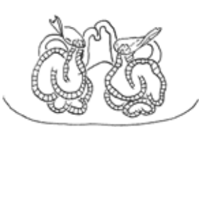 speciesimage