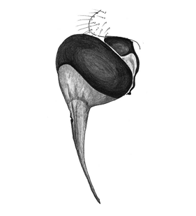 speciesimage