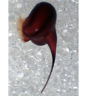 species