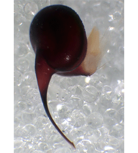 species