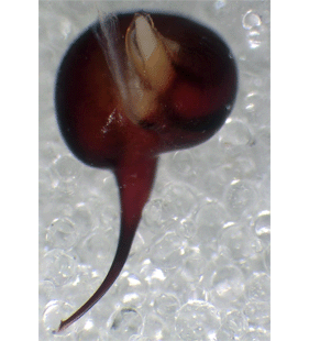 species