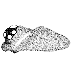 speciesimage