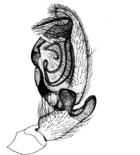 speciesimage