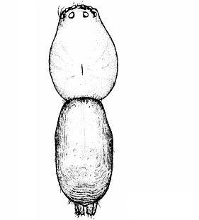 speciesimage