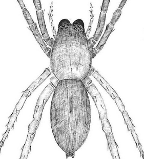 species