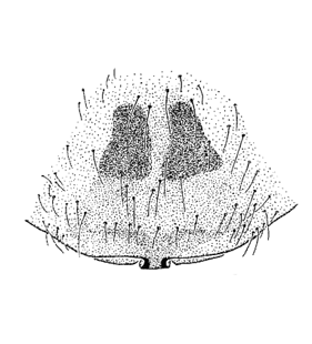 speciesimage