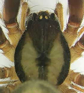 speciesimage