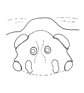 speciesimage