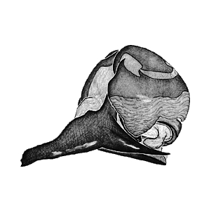 speciesimage