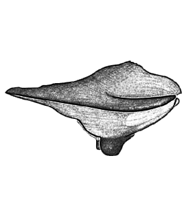 speciesimage