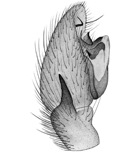 speciesimage
