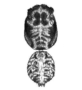 speciesimage