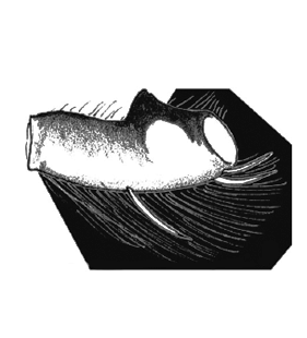 speciesimage